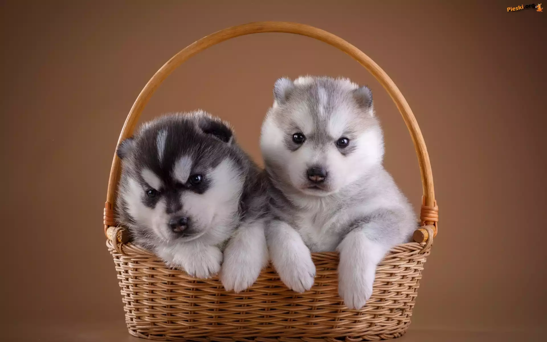 Szczeniaki, Siberian husky, Psy, Koszyk, S³odkie